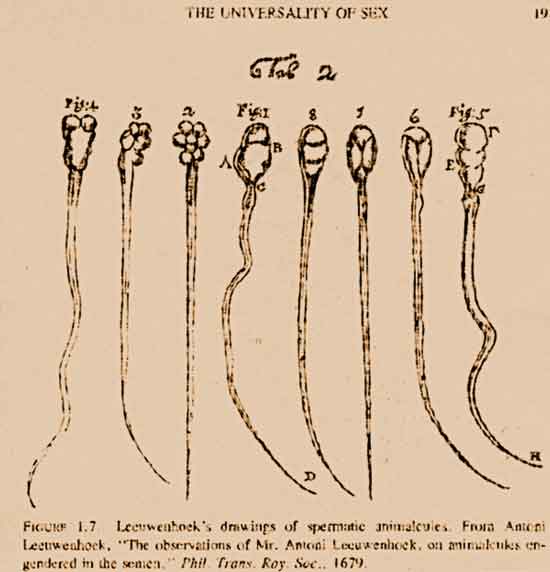 Leeuwenhoek - Espermatozóide